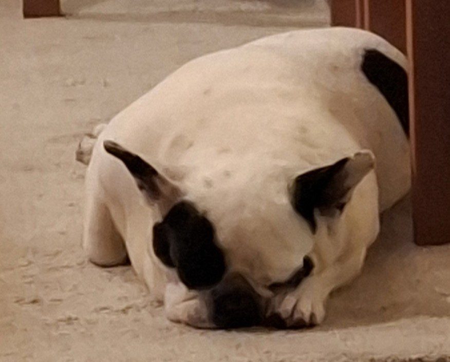 franse bulldog beetje ziek